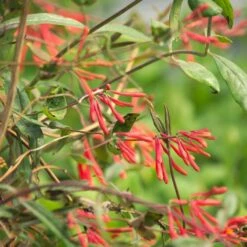 Chèvrefeuille Ou Lonicera Sempervirens Cedar Lane Cov