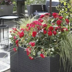 Rosier BELLE DE GRASSE ® Meibelitz 9 Rosier BELLE DE GRASSE ® Meibelitz -Garden Supplies Sales Shop meibelitz 11 1000