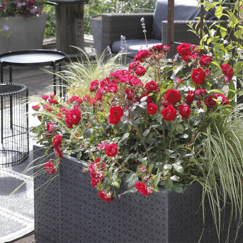 Rosier BELLE DE GRASSE ® Meibelitz 5 Rosier BELLE DE GRASSE ® Meibelitz - Image 3