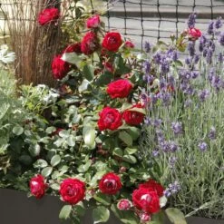 Rosier BELLE DE GRASSE ® Meibelitz 11 Rosier BELLE DE GRASSE ® Meibelitz -Garden Supplies Sales Shop meibelitz 9 1000