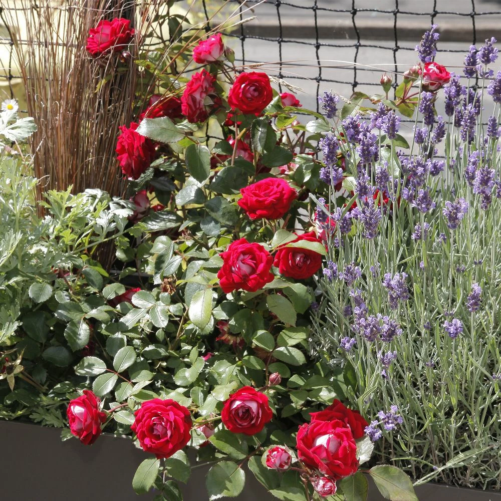 Rosier BELLE DE GRASSE ® Meibelitz 7 Rosier BELLE DE GRASSE ® Meibelitz - Image 5