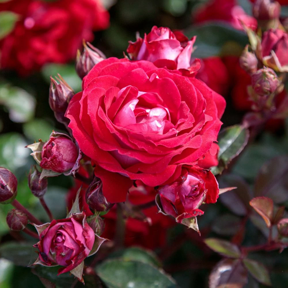 Rosier BELLE DE GRASSE ® Meibelitz 4 Rosier BELLE DE GRASSE ® Meibelitz - Image 2