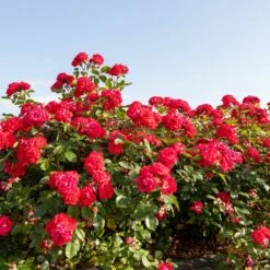 Rosier BELLE DE GRASSE ® Meibelitz 10 Rosier BELLE DE GRASSE ® Meibelitz -Garden Supplies Sales Shop meibelitz belle de grasse 7 1000