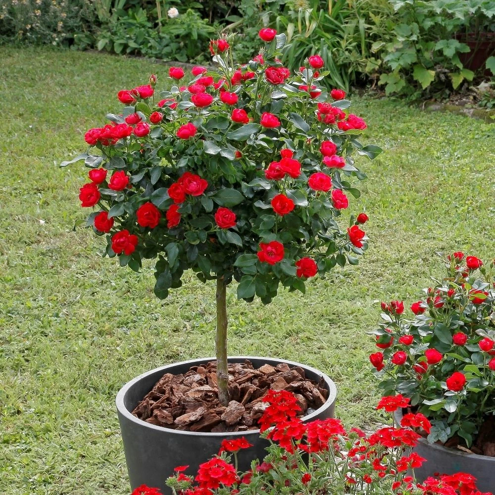 Rosier Mini-tige ZEPETI ® Meibenbino 3 Rosier Mini-tige ZEPETI ® Meibenbino