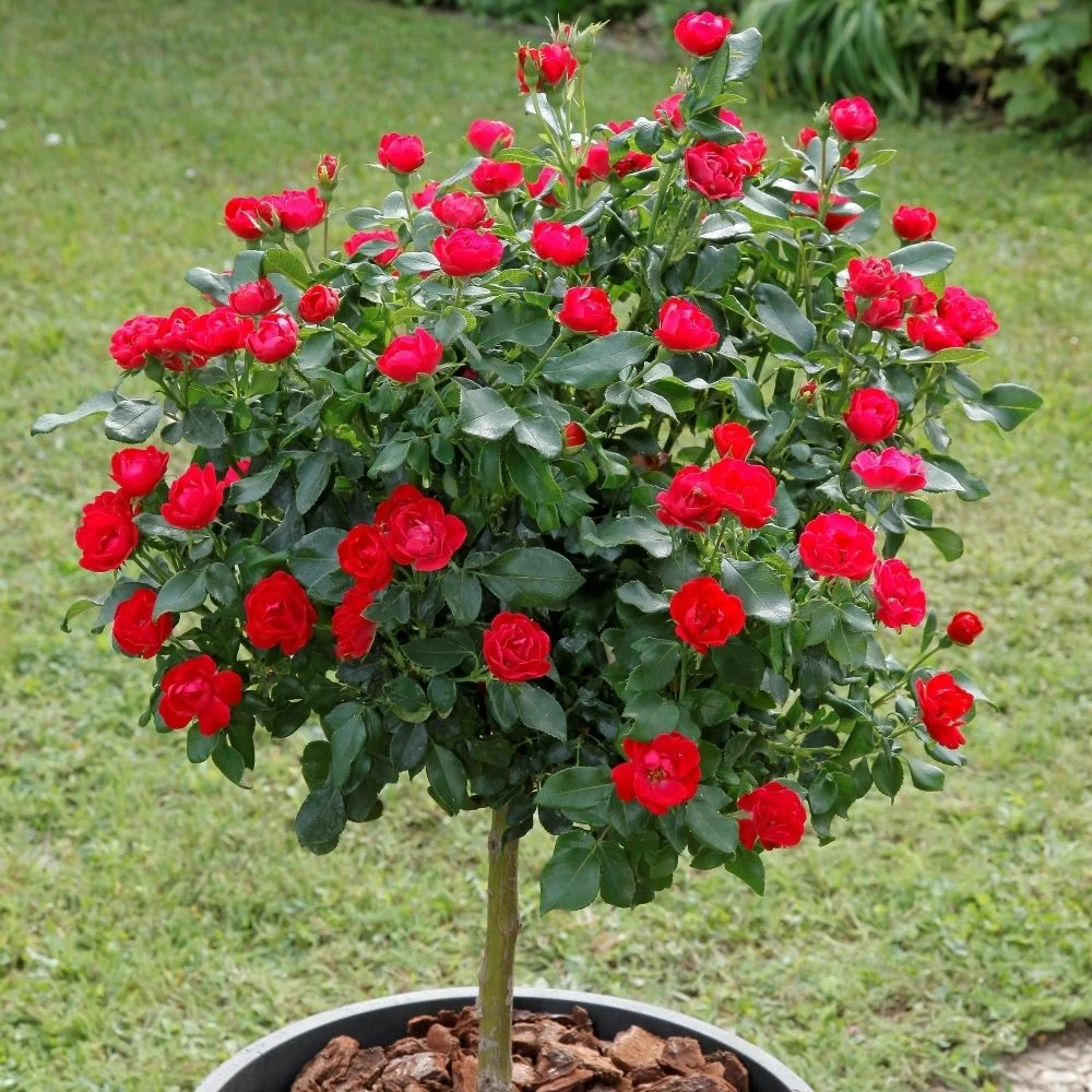 Rosier Mini-tige ZEPETI ® Meibenbino 4 Rosier Mini-tige ZEPETI ® Meibenbino - Image 2