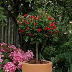 Rosier Mini-tige ZEPETI ® Meibenbino 15 Rosier Mini-tige ZEPETI ® Meibenbino -Garden Supplies Sales Shop meibenbino tige eb190618 085 1000x1000 1