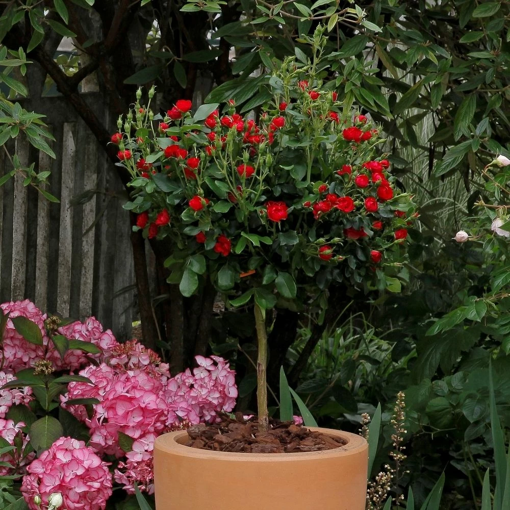 Rosier Mini-tige ZEPETI ® Meibenbino 6 Rosier Mini-tige ZEPETI ® Meibenbino - Image 4