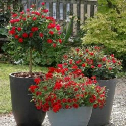 Rosier Mini-tige ZEPETI ® Meibenbino 14 Rosier Mini-tige ZEPETI ® Meibenbino -Garden Supplies Sales Shop meibenbino tige situation eb190618 030 1000x1000 1