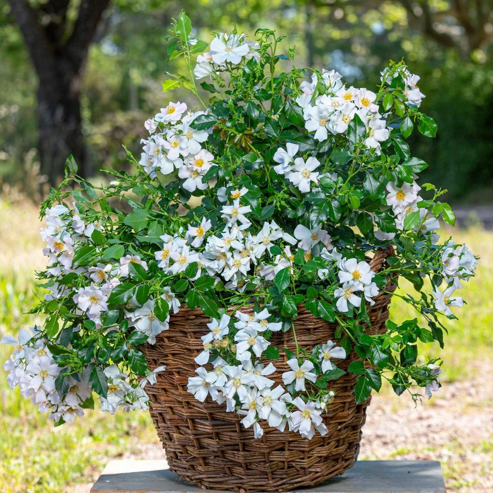 Rosier CHAMPS ELYSEES ® Meiplumty 5 Rosier CHAMPS ELYSEES ® Meiplumty - Image 3