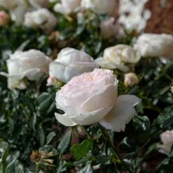 Rosier CAMILLE CLAUDEL ® Meiroguste 8 Rosier CAMILLE CLAUDEL ® Meiroguste -Garden Supplies Sales Shop meiroguste camille claudel 19 00012 copie t1000