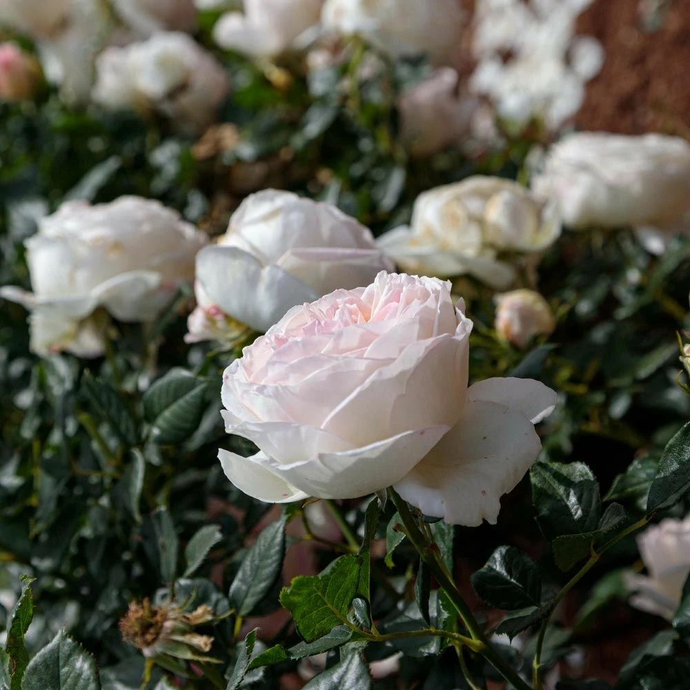 Rosier CAMILLE CLAUDEL ® Meiroguste 5 Rosier CAMILLE CLAUDEL ® Meiroguste - Image 3