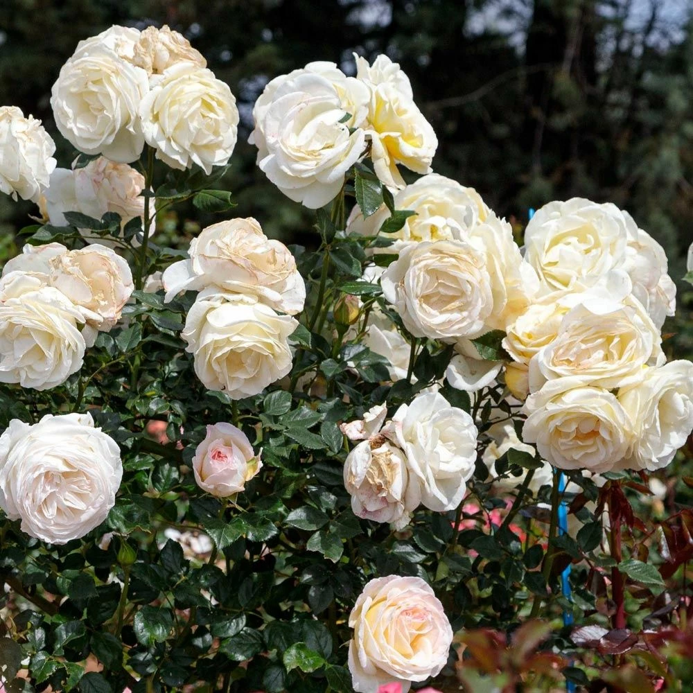 Rosier CAMILLE CLAUDEL ® Meiroguste 4 Rosier CAMILLE CLAUDEL ® Meiroguste - Image 2