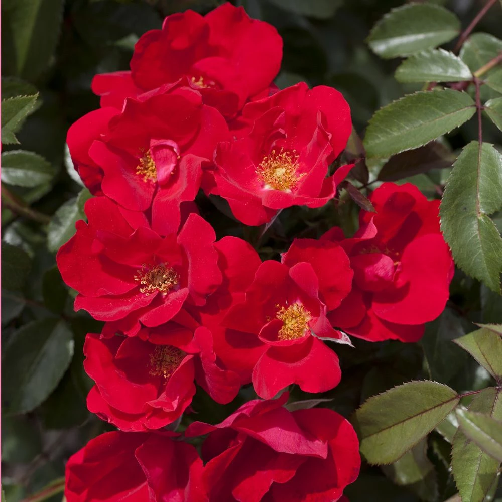 Rosier LA SEVILLANA ® Plus Meishitai 4 Rosier LA SEVILLANA ® Plus Meishitai - Image 2