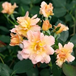 Rosier Flame ORIGAMI ® Meitincel -Garden Supplies Sales Shop meitincel flame origami 2 t1000