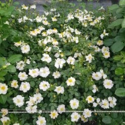 Rosier PRETTY ® Cream Meizhakari 7 Rosier PRETTY ® Cream Meizhakari -Garden Supplies Sales Shop meizakhari pretty r cream 1000