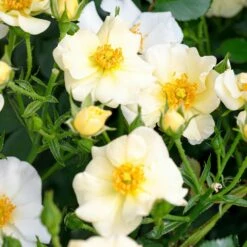 Rosier PRETTY ® Cream Meizhakari