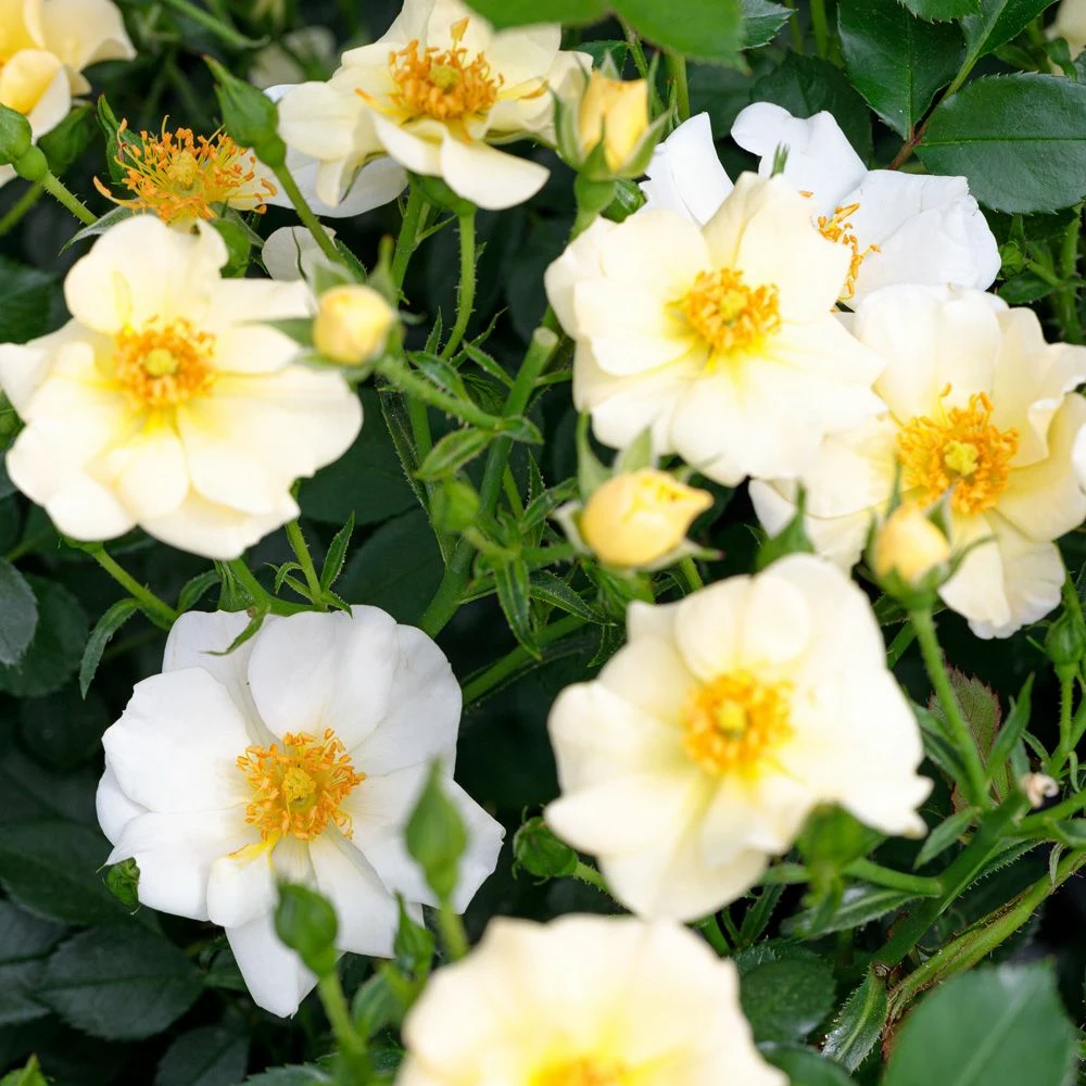 Rosier PRETTY ® Cream Meizhakari 4 Rosier PRETTY ® Cream Meizhakari - Image 2