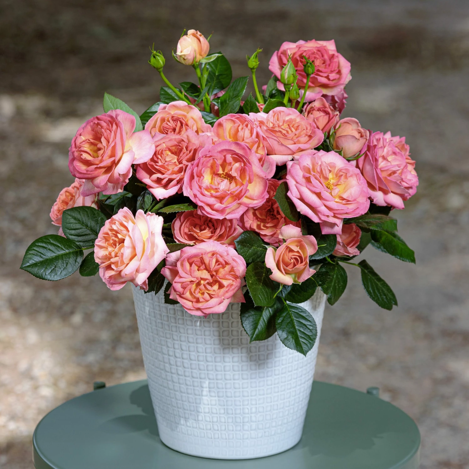 Rosier AUGUSTE ESCOFFIER ® Meizasmyne 4 Rosier AUGUSTE ESCOFFIER ® Meizasmyne - Image 2