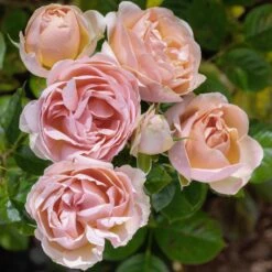 Rosier AUGUSTE ESCOFFIER ® Meizasmyne 8 Rosier AUGUSTE ESCOFFIER ® Meizasmyne -Garden Supplies Sales Shop meizasmyne auguste escoffier 17 00003 t1000 3