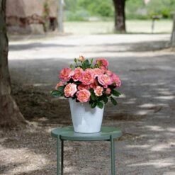 Rosier AUGUSTE ESCOFFIER ® Meizasmyne 9 Rosier AUGUSTE ESCOFFIER ® Meizasmyne -Garden Supplies Sales Shop meizasmyne auguste escoffier 2020 00037 hd t1000 3