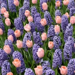 Assortiment Bretagne : Tulipes + Jacinthes