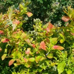 Myrtillier Ou Vaccinium Corymbosum YELLO!BELLOBLUE ® Andval1601 -Garden Supplies Sales Shop myrtille yello belloblue avec baies 1000