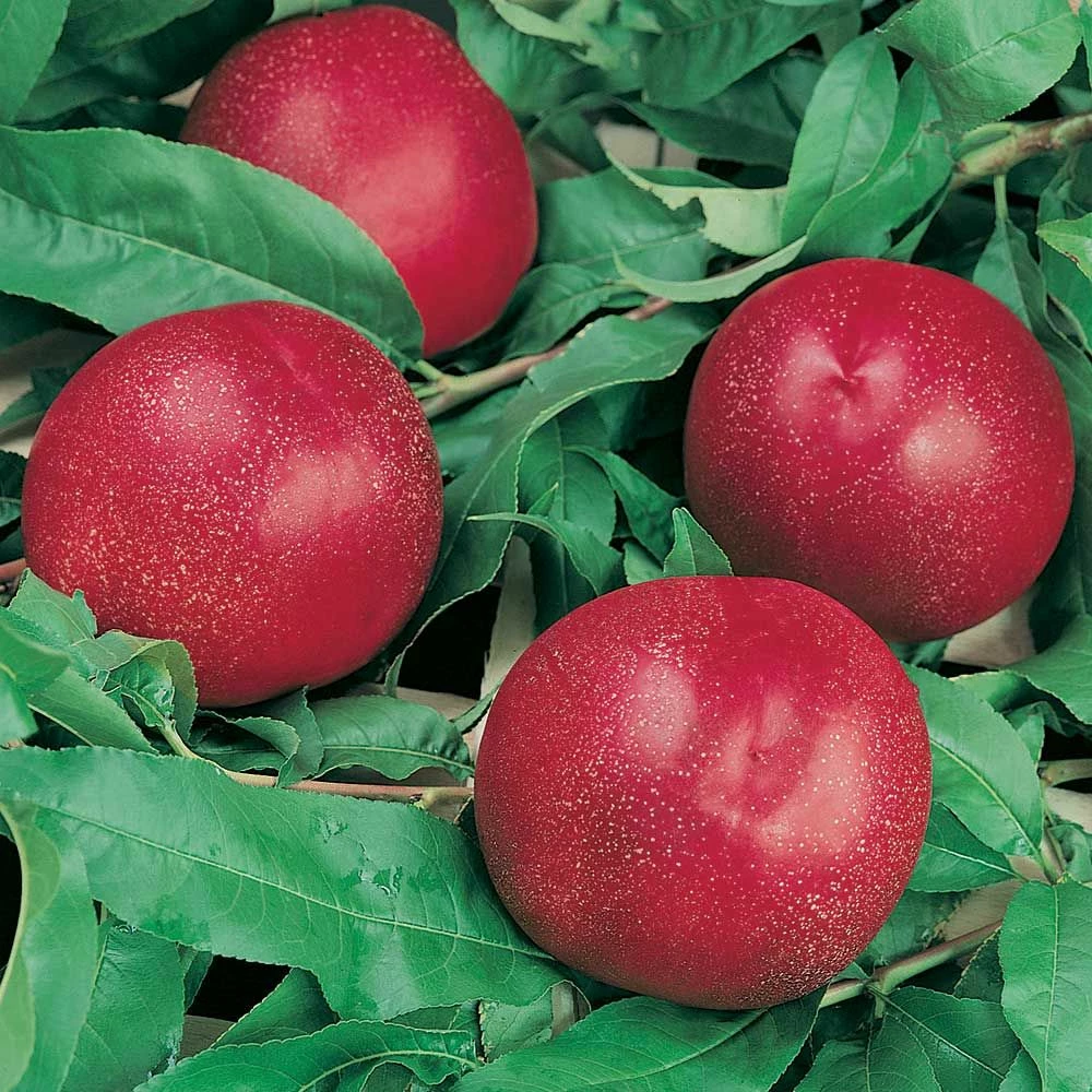 Nectarinier ‘Nectared’ 4 3 Nectarinier ‘Nectared’ 4