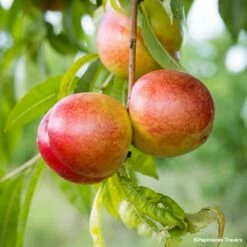 Nectarinier Nain De Jardins® Nectarinette