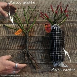 Rosier YANN ARTHUS-BERTRAND ® Meipelmel -Garden Supplies Sales Shop paysagers t1000 non contractuelle 1 27