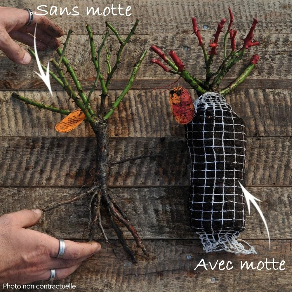 Rosier REVE DE PARIS ® Meilowmye 8 Rosier REVE DE PARIS ® Meilowmye - Image 6