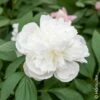 Pivoine Lactiflora Hybride Duchesse De Nemours