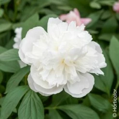 Pivoine Lactiflora Hybride Duchesse De Nemours