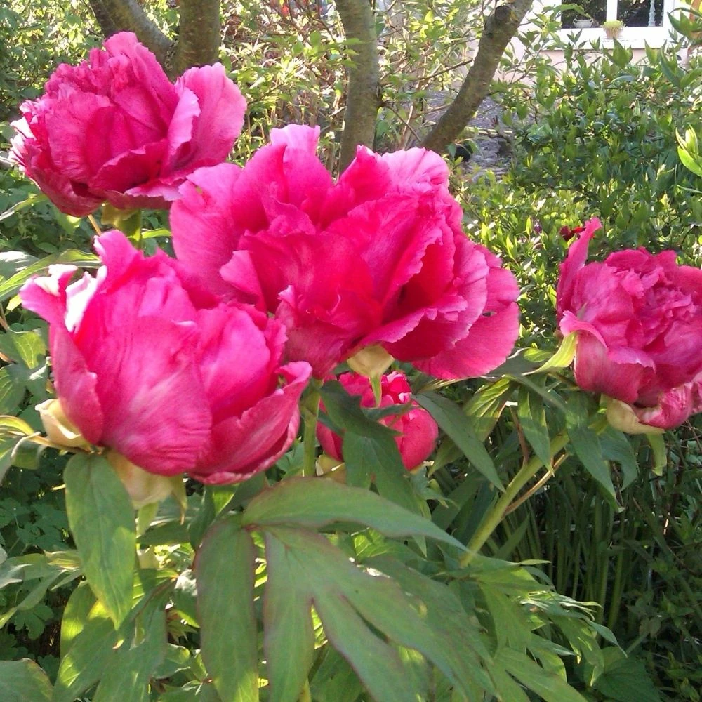 Pivoine Arbustive Ou Paeonia Suffruticosa Shichifukujin 5 Pivoine Arbustive Ou Paeonia Suffruticosa Shichifukujin - Image 3