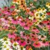 Rudbeckia Cheyenne Spirit Ou Echinacea -Garden Supplies Sales Shop pl141259