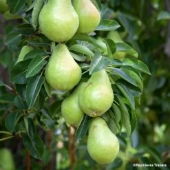 Poirier Nain De Jardins® Pearlite