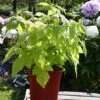 Framboisier Ou Rubus Idaeus GROOVY ® Jdeboer005 -Garden Supplies Sales Shop pot groovy 1000