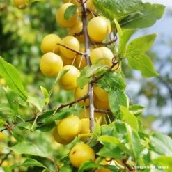 Prunier Nain De Jardins® Prunella