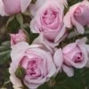 Rosier PETIT TRIANON ® Meigideon -Garden Supplies Sales Shop r012 rosier petit trianon meigideon mm t1000