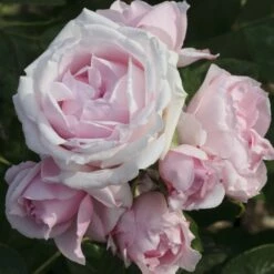 Rosier PETIT TRIANON ® Meigideon -Garden Supplies Sales Shop r012 rosier petit trianon meigideon mi t1000