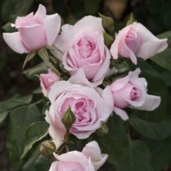 Rosier PETIT TRIANON ® Meigideon -Garden Supplies Sales Shop r012c rosier petit trianon meigideon mm t1000