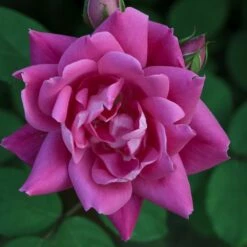 Rosier Pink Double KNOCK OUT ® Radtkopink -Garden Supplies Sales Shop radtkopink 11 0399 hd t1000