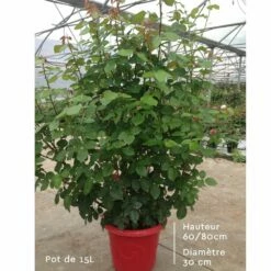 Rosier Mademoiselle MEILLAND ® Meinostair 19 Rosier Mademoiselle MEILLAND ® Meinostair -Garden Supplies Sales Shop rosier en pot de 15l mi t1000