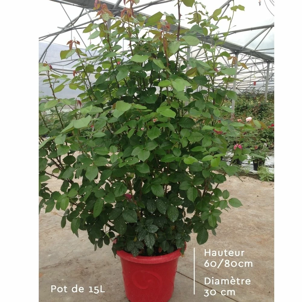 Rosier Mademoiselle MEILLAND ® Meinostair 10 Rosier Mademoiselle MEILLAND ® Meinostair - Image 8