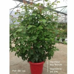 Rosier CHRISTOPHE COLOMB ® Meironsse 14 Rosier CHRISTOPHE COLOMB ® Meironsse -Garden Supplies Sales Shop rosier en pot de 15l t1000 1