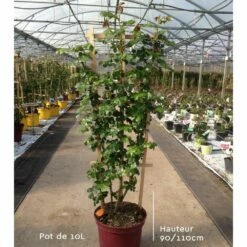 Rosier Grimpant EDITH PIAF ® Meiramboysar -Garden Supplies Sales Shop rosiers en pot de 10l t1000 14