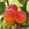 Abricotier ‘Rouge Du Roussillon’ -Garden Supplies Sales Shop rouge de roussillon