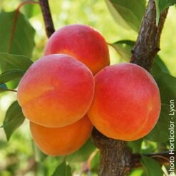 Abricotier ‘Rouge Du Roussillon’