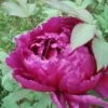 Pivoine Arbustive Ou Paeonia Suffruticosa ‘Shikou’ -Garden Supplies Sales Shop shikou 1000