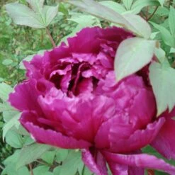 Pivoine Arbustive Ou Paeonia Suffruticosa ‘Shikou’