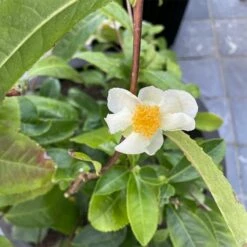 Théier Camellia Sinensis ThéOjardin ® -Garden Supplies Sales Shop th o jardin verdia 1000